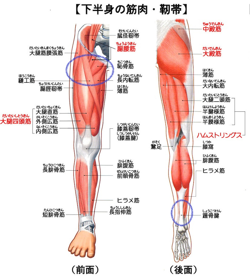 治し 筋肉 方 太もも 痛