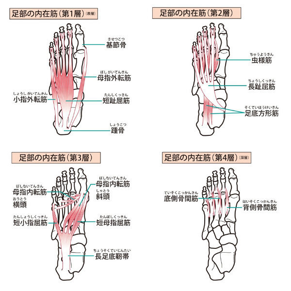 うら 筋 痛い あし が の の よくあるその足裏の痛みの正体は？